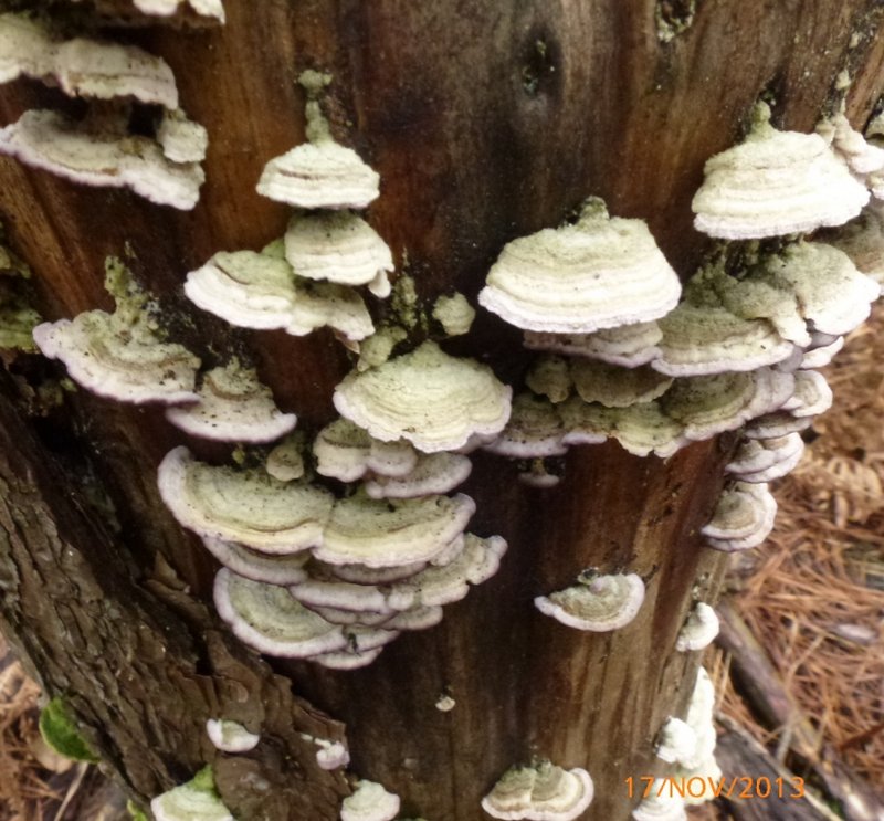 Trichaptum abietinum 001